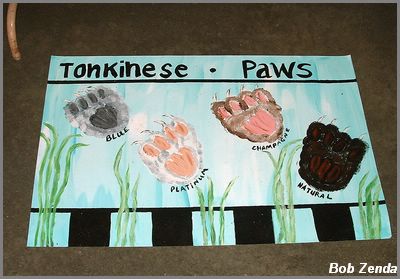 Tonkinese Paws @ Tonks West